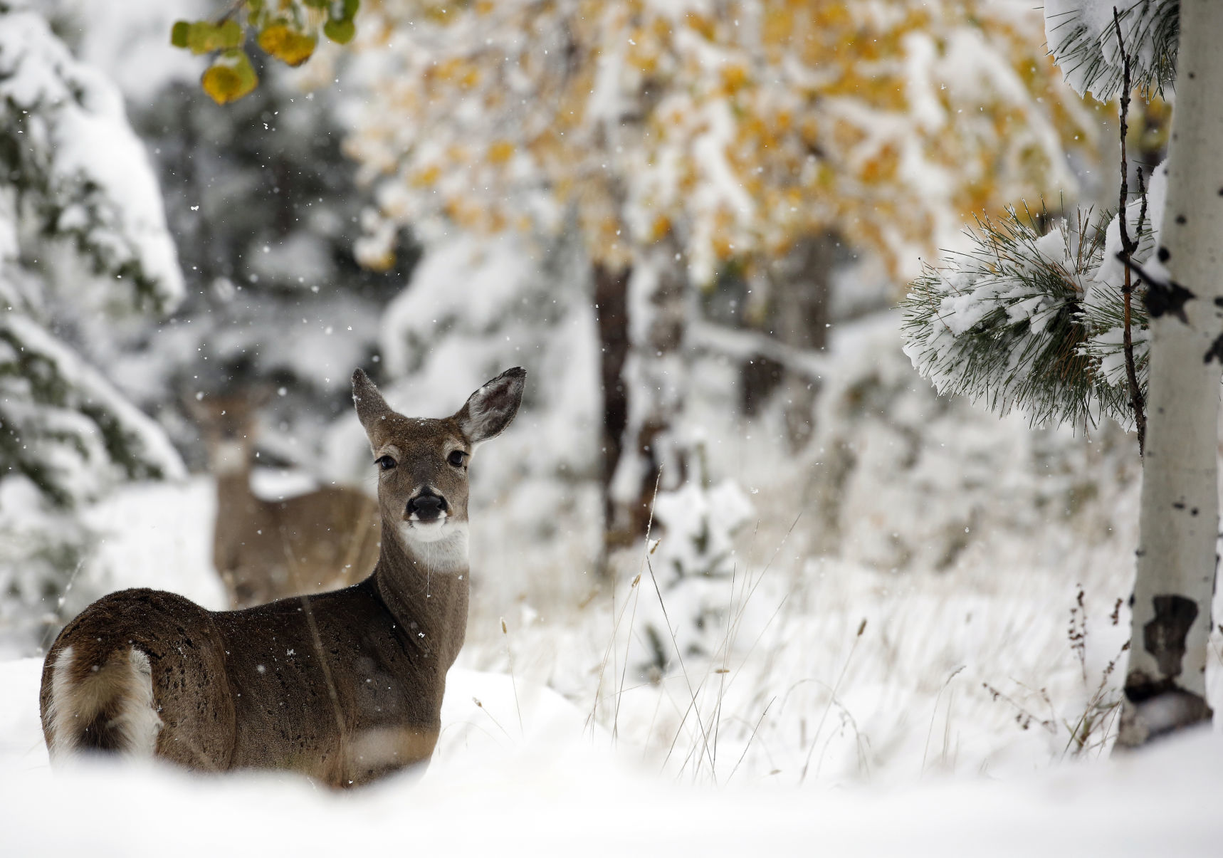 September Snow